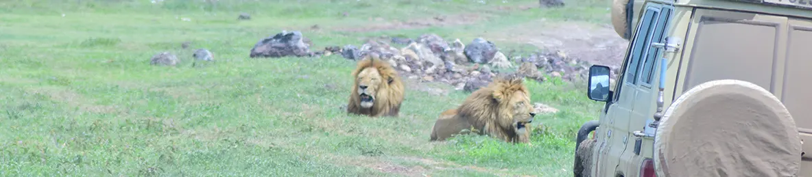 Ngorongoro National Park - Crater