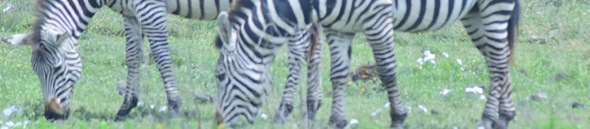 Ngorongoro National Park - Crater