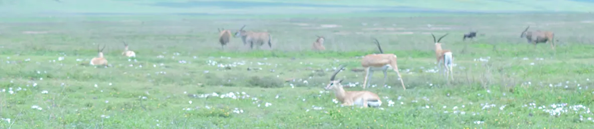 Ngorongoro National Park - Crater