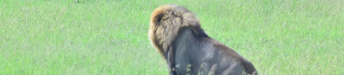 Ngorongoro National Park - Crater