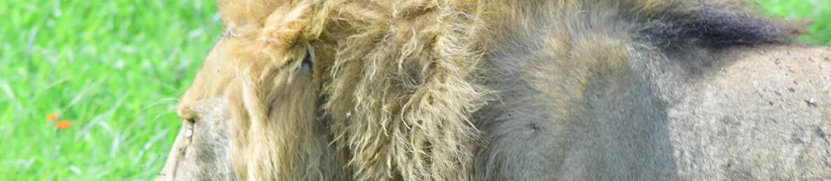 Ngorongoro National Park - Crater