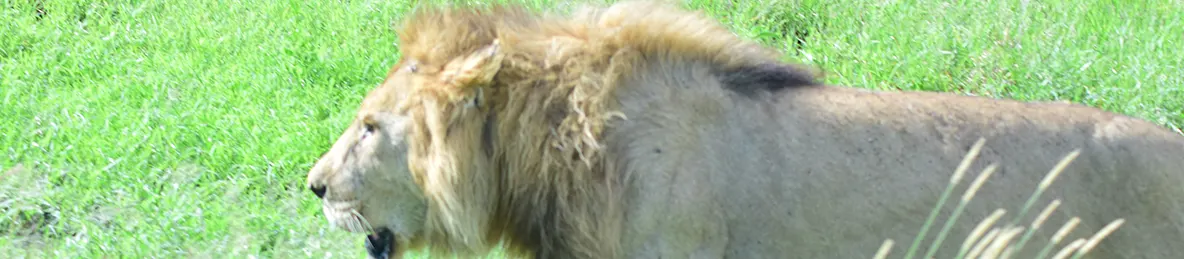 Ngorongoro National Park - Crater