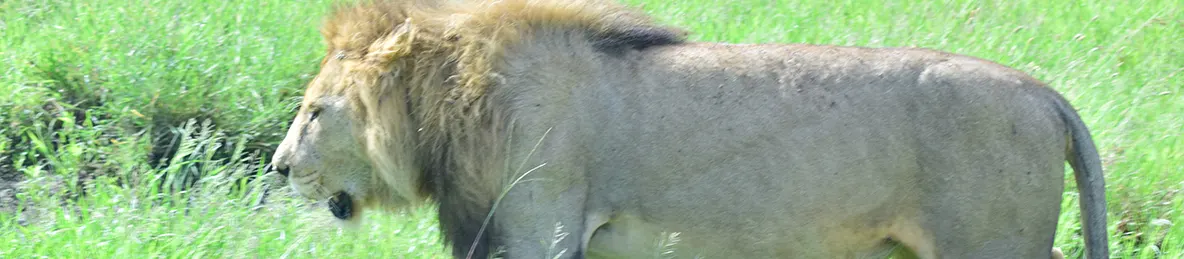 Ngorongoro National Park - Crater