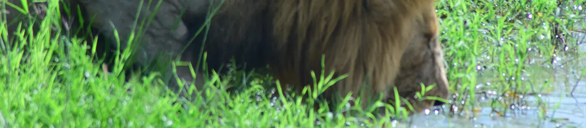 Ngorongoro National Park - Crater