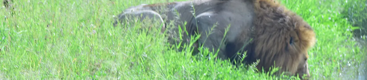 Ngorongoro National Park - Crater