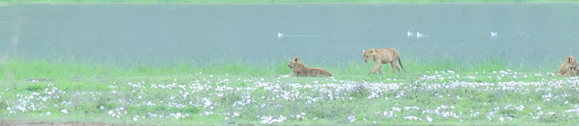 Ngorongoro National Park - Crater