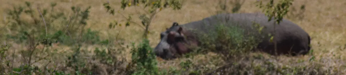 Ngorongoro National Park - Crater