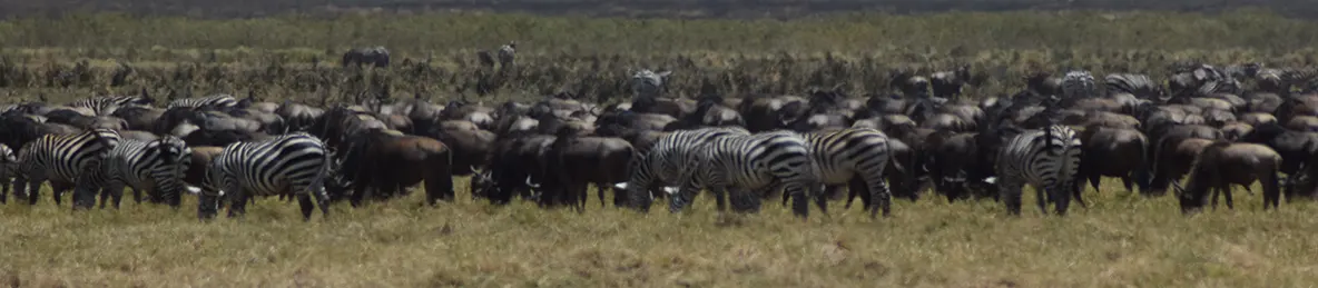Ngorongoro National Park - Crater