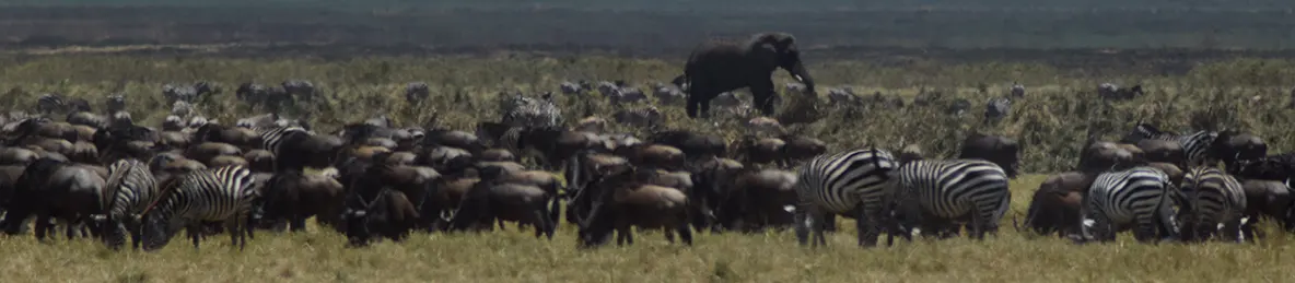 Ngorongoro National Park - Crater
