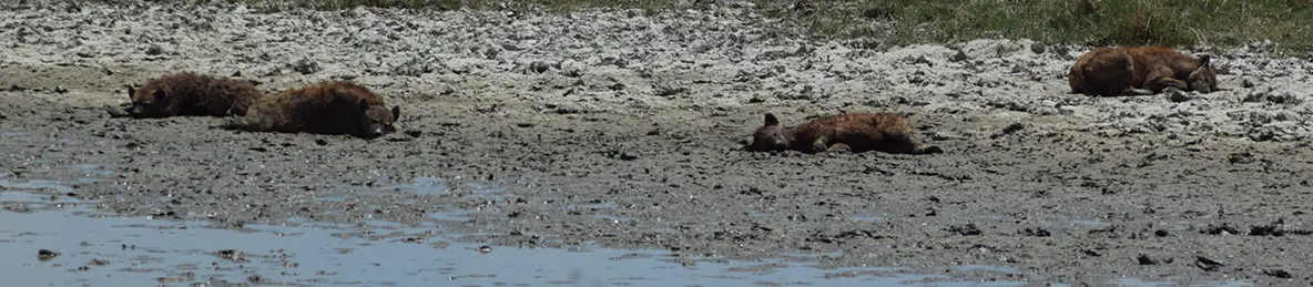 Serengeti National Park - Central