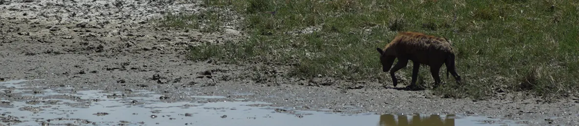 Ngorongoro National Park - Crater