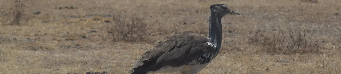 Ngorongoro National Park - Crater