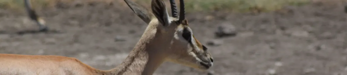Ngorongoro National Park - Crater