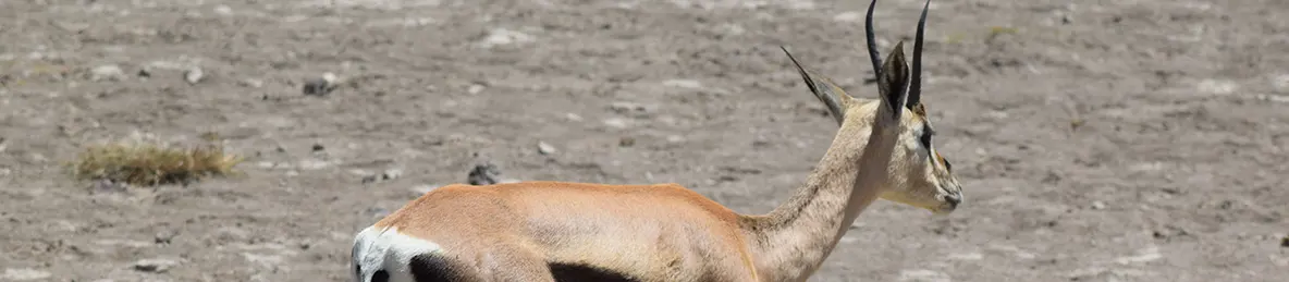 Ngorongoro National Park - Crater