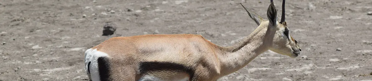 Ngorongoro National Park - Crater