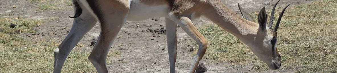 Ngorongoro National Park - Crater