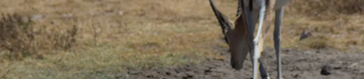 Ngorongoro National Park - Crater
