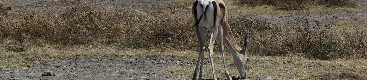 Ngorongoro National Park - Crater