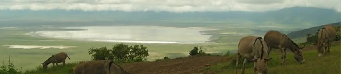Ngorongoro National Park - Crater