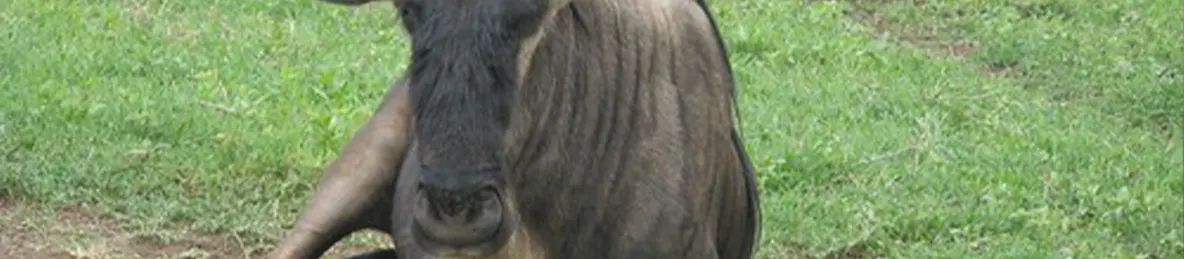 Ngorongoro National Park - Crater