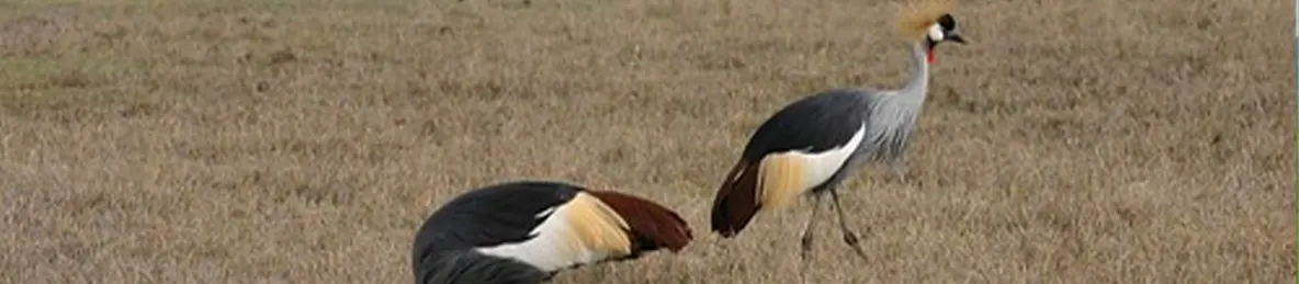 Ngorongoro National Park - Crater
