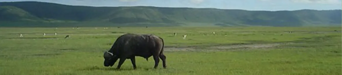 Ngorongoro Crater