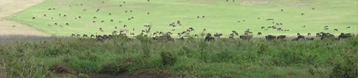 Ngorongoro National Park - Crater