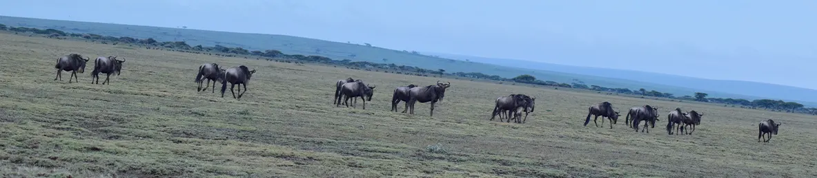 Ngorongoro National Park - Crater