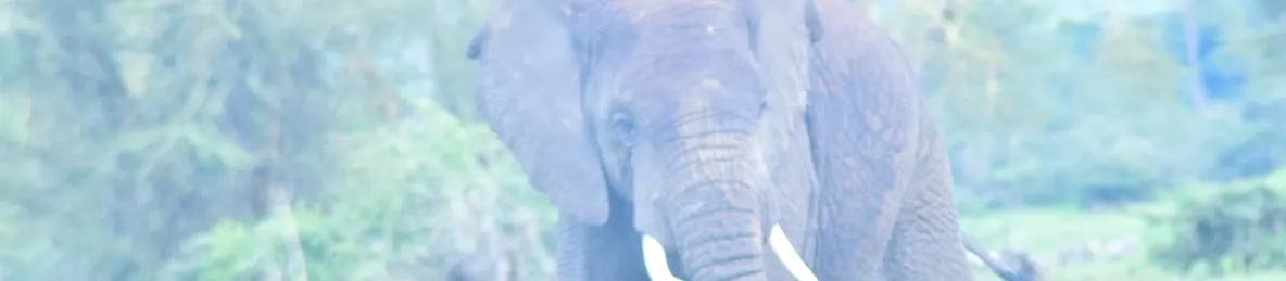 Ngorongoro National Park - Crater