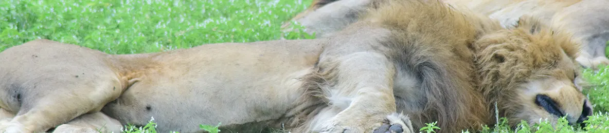 Ngorongoro National Park - Crater