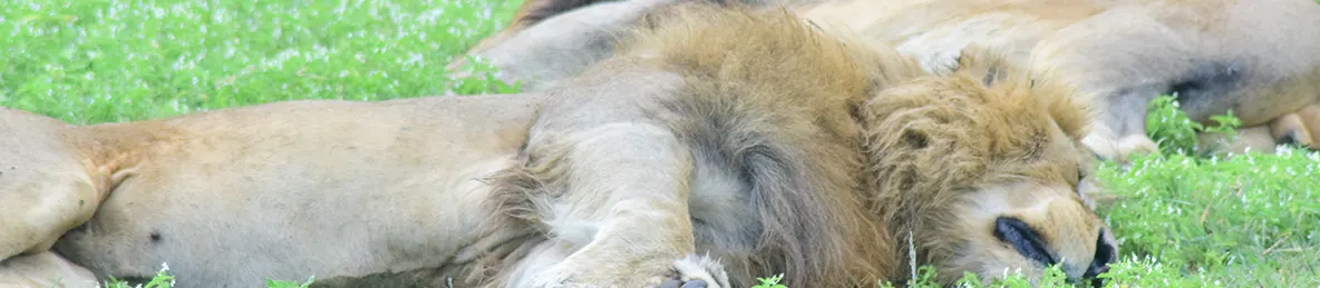 Ngorongoro National Park - Crater