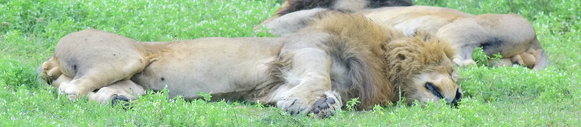 Ngorongoro National Park - Crater