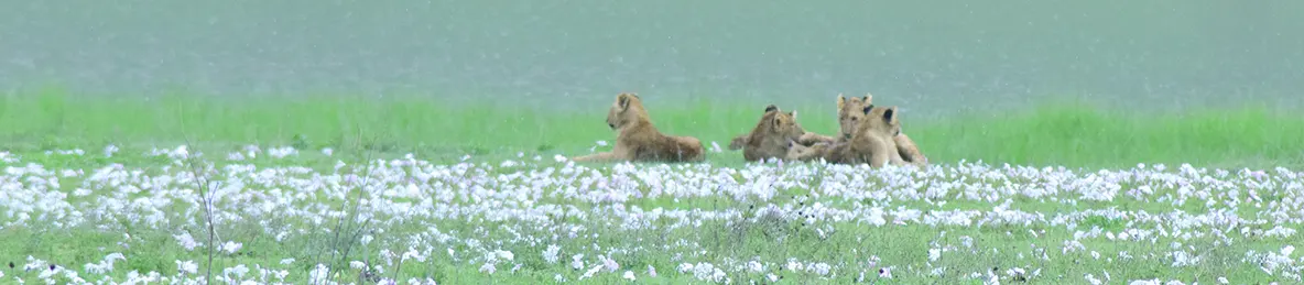 Ngorongoro National Park - Crater