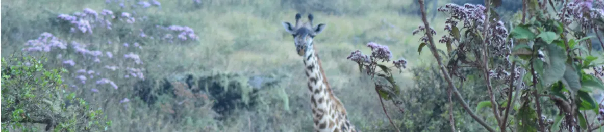 Ngorongoro National Park - Crater