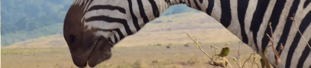 Ngorongoro National Park - Crater
