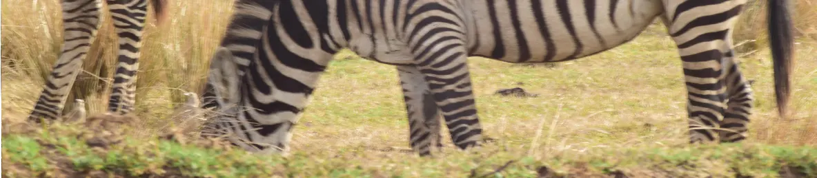 Ngorongoro National Park - Crater