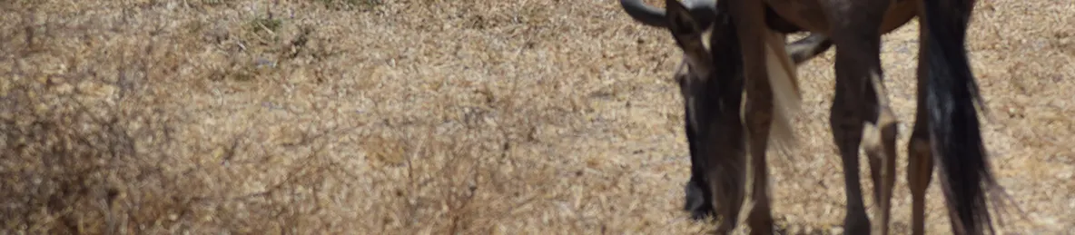 Ngorongoro National Park - Crater