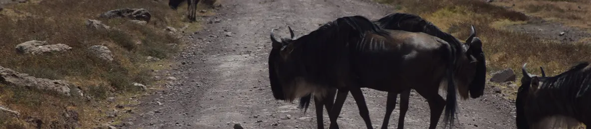 Ngorongoro National Park - Crater