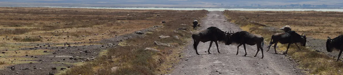 Ngorongoro Crater