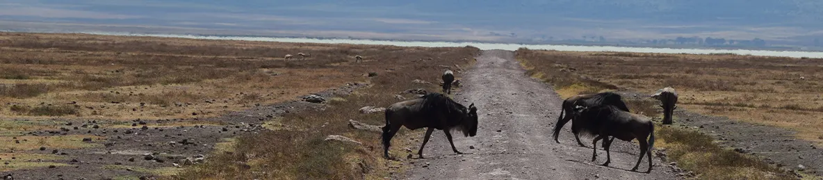 Ngorongoro Crater