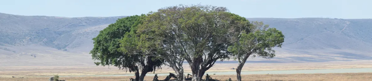 Ngorongoro National Park - Crater