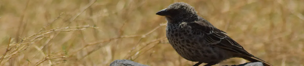 Ngorongoro National Park - Crater