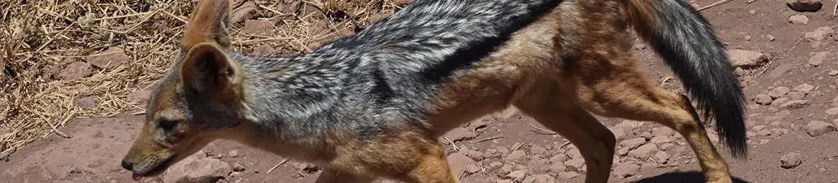 Ngorongoro National Park - Crater