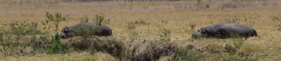 Ngorongoro Crater