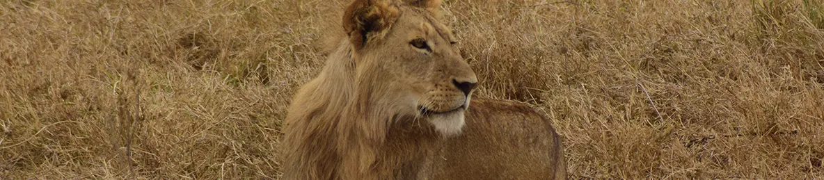 Ngorongoro National Park - Crater