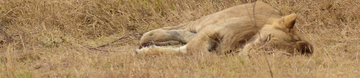 Ngorongoro National Park - Crater