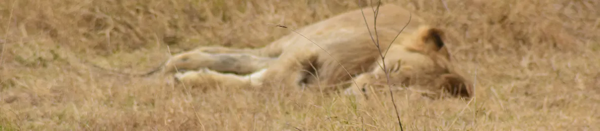 Ngorongoro National Park - Crater