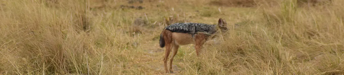 Ngorongoro National Park - Crater