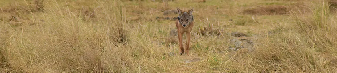 Ngorongoro Crater