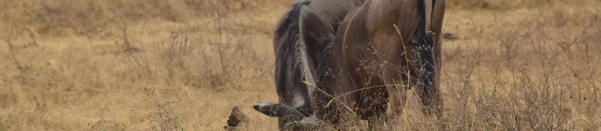 Ngorongoro National Park - Crater
